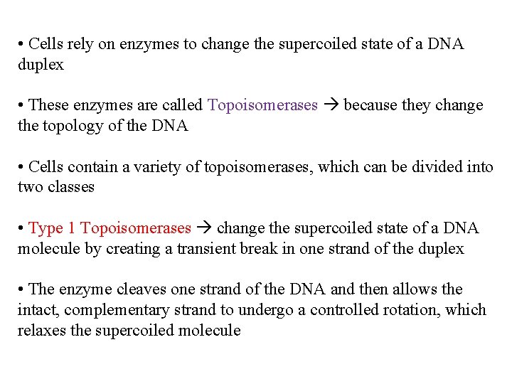  • Cells rely on enzymes to change the supercoiled state of a DNA