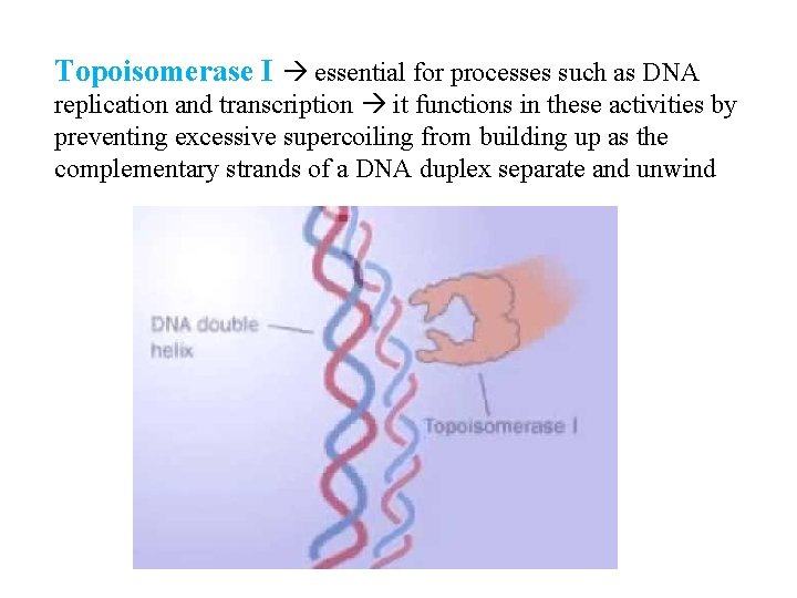 Topoisomerase I essential for processes such as DNA replication and transcription it functions in