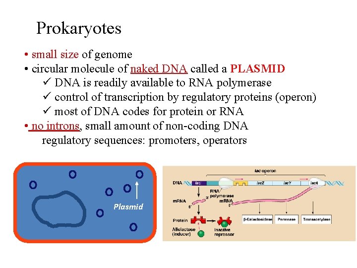 Prokaryotes • small size of genome • circular molecule of naked DNA called a