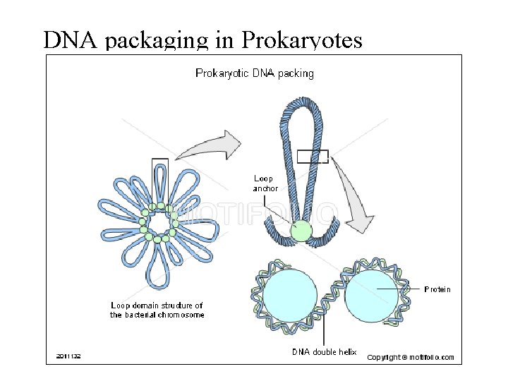 DNA packaging in Prokaryotes 