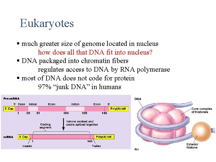 Eukaryotes § much greater size of genome located in nucleus how does all that