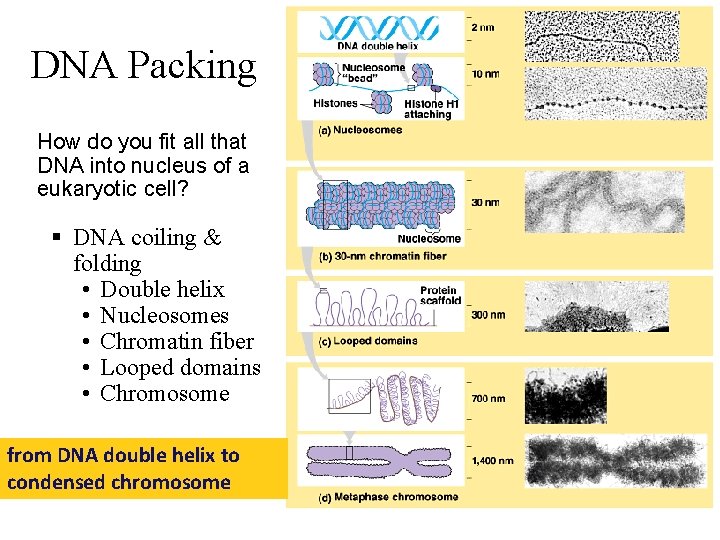 DNA Packing How do you fit all that DNA into nucleus of a eukaryotic