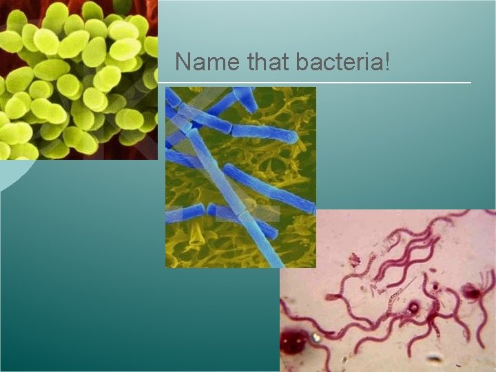 Name that bacteria! 