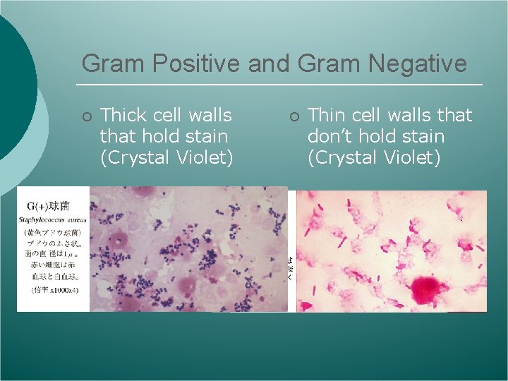 Gram Positive and Gram Negative ¡ Thick cell walls that hold stain (Crystal Violet)