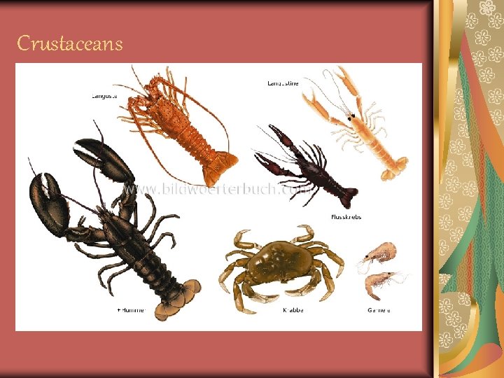 Crustaceans Have two or three body sections Usually have three pairs of appendages for