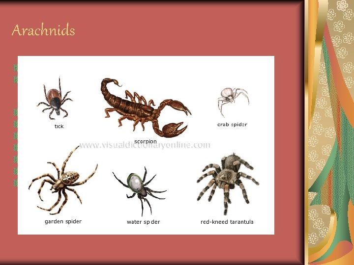 Arachnids Spiders, mites, and ticks Two body sections Cephalothorax Abdomen Four pairs of legs