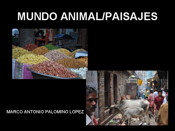 MUNDO ANIMAL/PAISAJES MARCO ANTONIO PALOMINO LOPEZ 