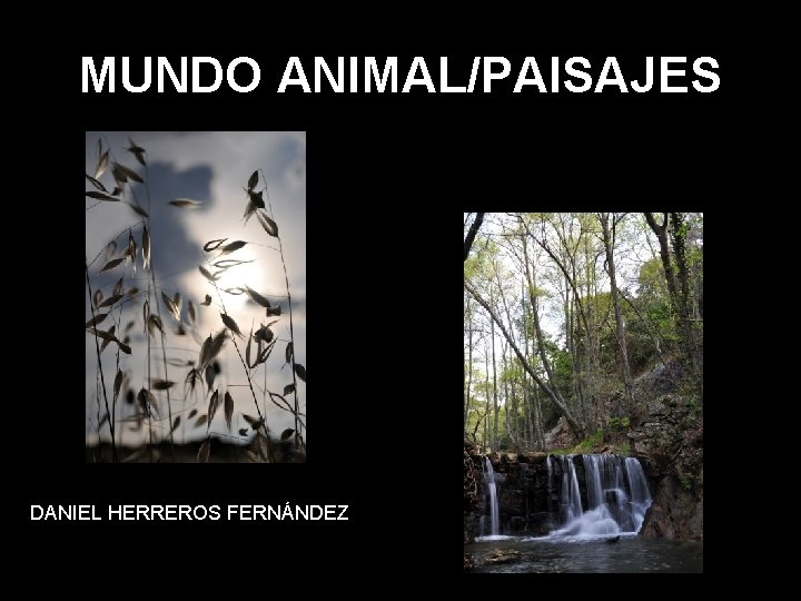 MUNDO ANIMAL/PAISAJES DANIEL HERREROS FERNÁNDEZ 