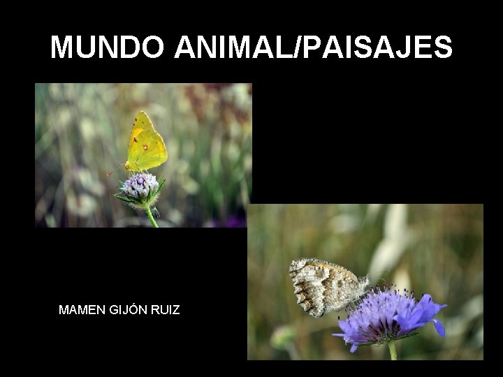 MUNDO ANIMAL/PAISAJES MAMEN GIJÓN RUIZ 