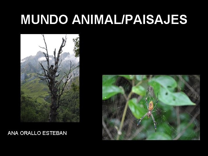 MUNDO ANIMAL/PAISAJES ANA ORALLO ESTEBAN 