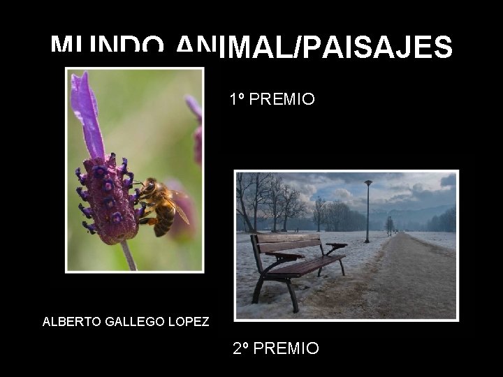 MUNDO ANIMAL/PAISAJES 1º PREMIO ALBERTO GALLEGO LOPEZ 2º PREMIO 