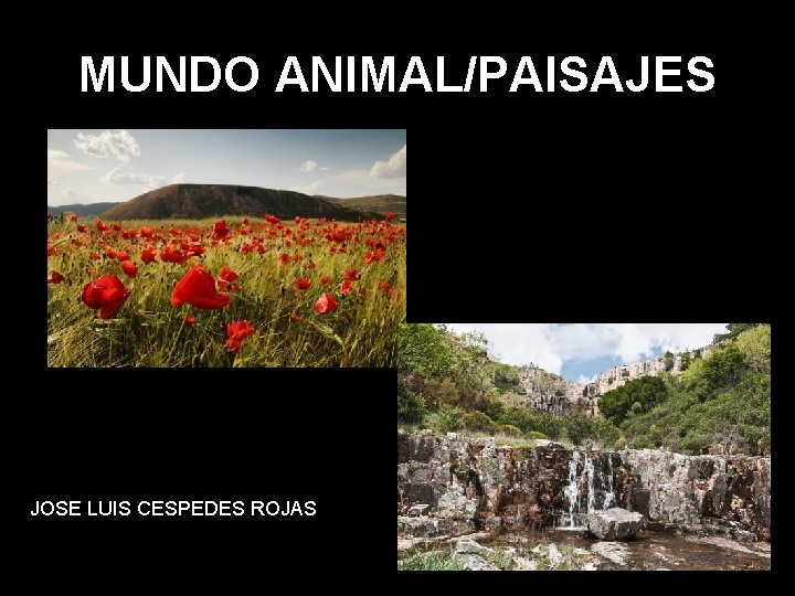 MUNDO ANIMAL/PAISAJES JOSE LUIS CESPEDES ROJAS 