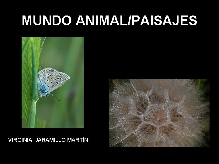 MUNDO ANIMAL/PAISAJES VIRGINIA JARAMILLO MARTÍN 