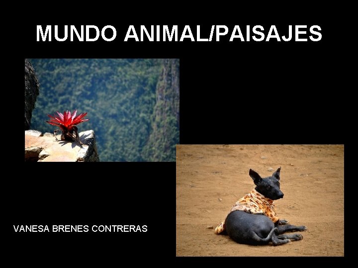 MUNDO ANIMAL/PAISAJES VANESA BRENES CONTRERAS 