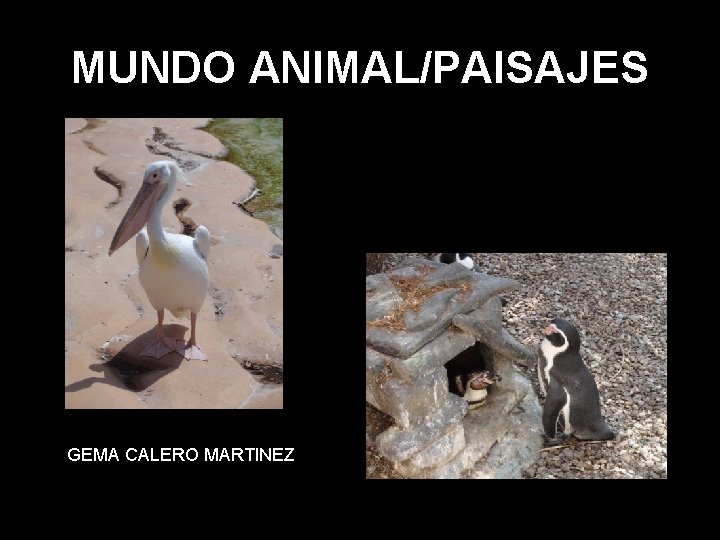 MUNDO ANIMAL/PAISAJES GEMA CALERO MARTINEZ 