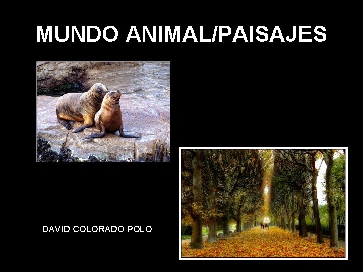 MUNDO ANIMAL/PAISAJES DAVID COLORADO POLO 