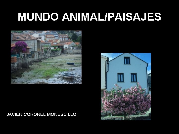 MUNDO ANIMAL/PAISAJES JAVIER CORONEL MONESCILLO 