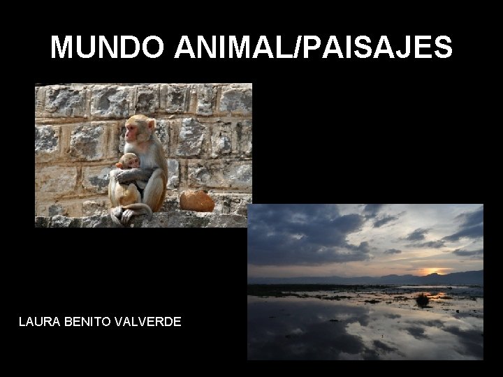 MUNDO ANIMAL/PAISAJES LAURA BENITO VALVERDE 