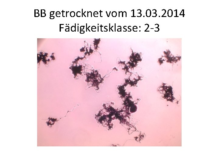 BB getrocknet vom 13. 03. 2014 Fädigkeitsklasse: 2 -3 