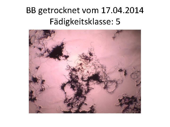 BB getrocknet vom 17. 04. 2014 Fädigkeitsklasse: 5 