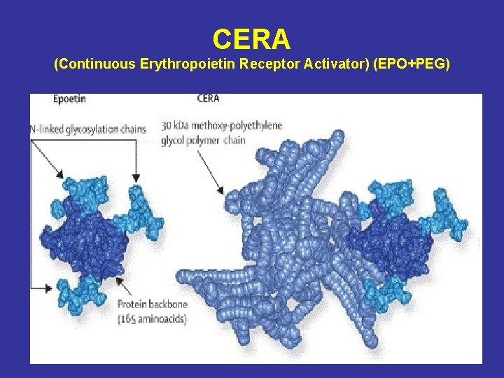 CERA (Continuous Erythropoietin Receptor Activator) (EPO+PEG) 