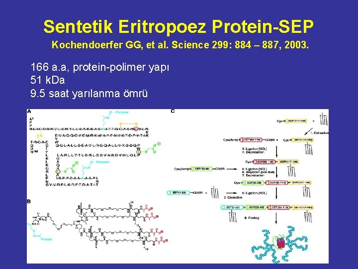 Sentetik Eritropoez Protein-SEP Kochendoerfer GG, et al. Science 299: 884 – 887, 2003. 166