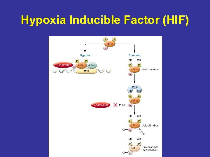 Hypoxia Inducible Factor (HIF) 