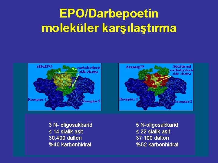 EPO/Darbepoetin moleküler karşılaştırma 3 N- oligosakkarid ≤ 14 sialik asit 30, 400 dalton %40