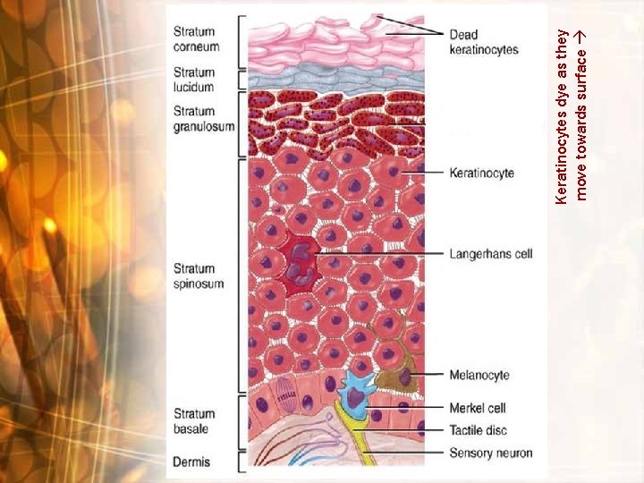 Keratinocytes dye as they move towards surface Keratinocytes dye as they move towards surface