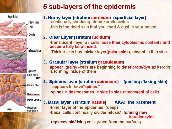5 sub-layers of the epidermis 1. Horny layer (stratum corneum) (sperficial layer) -continually shedding- 5 sub-layers of the epidermis 1. Horny layer (stratum corneum) (sperficial layer) -continually shedding-