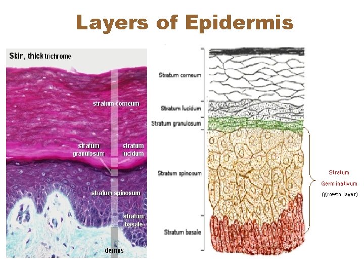 Layers of Epidermis Stratum Germinativum (growth layer) Layers of Epidermis Stratum Germinativum (growth layer)