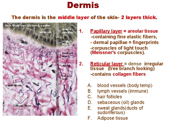 Dermis The dermis is the middle layer of the skin- 2 layers thick. 1. Dermis The dermis is the middle layer of the skin- 2 layers thick. 1.