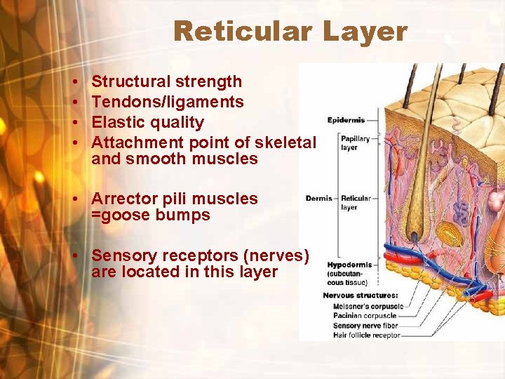 Reticular Layer • • Structural strength Tendons/ligaments Elastic quality Attachment point of skeletal and Reticular Layer • • Structural strength Tendons/ligaments Elastic quality Attachment point of skeletal and