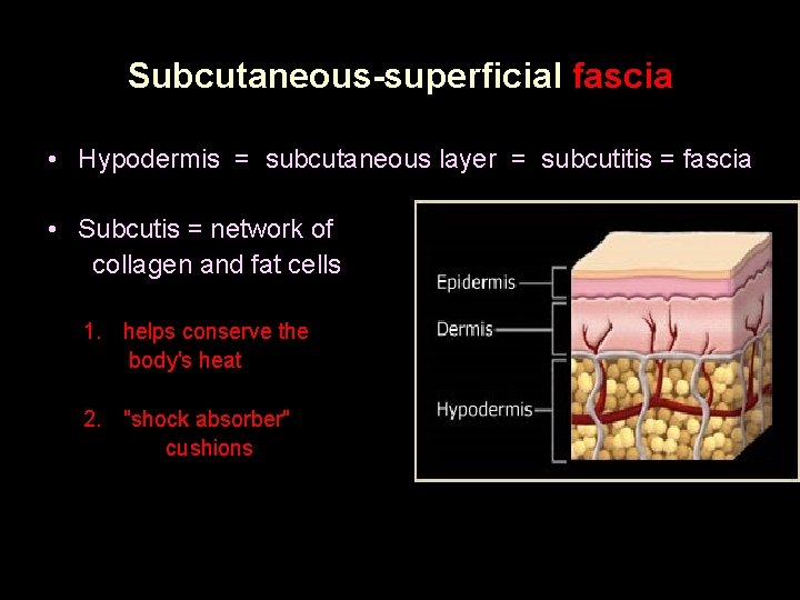 Subcutaneous-superficial fascia • Hypodermis = subcutaneous layer = subcutitis = fascia • Subcutis = Subcutaneous-superficial fascia • Hypodermis = subcutaneous layer = subcutitis = fascia • Subcutis =
