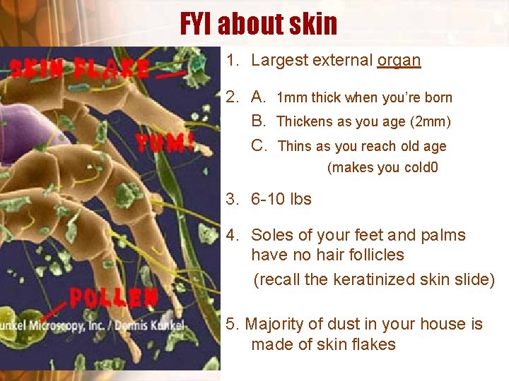 FYI about skin 1. Largest external organ 2. A. 1 mm thick when you’re FYI about skin 1. Largest external organ 2. A. 1 mm thick when you’re
