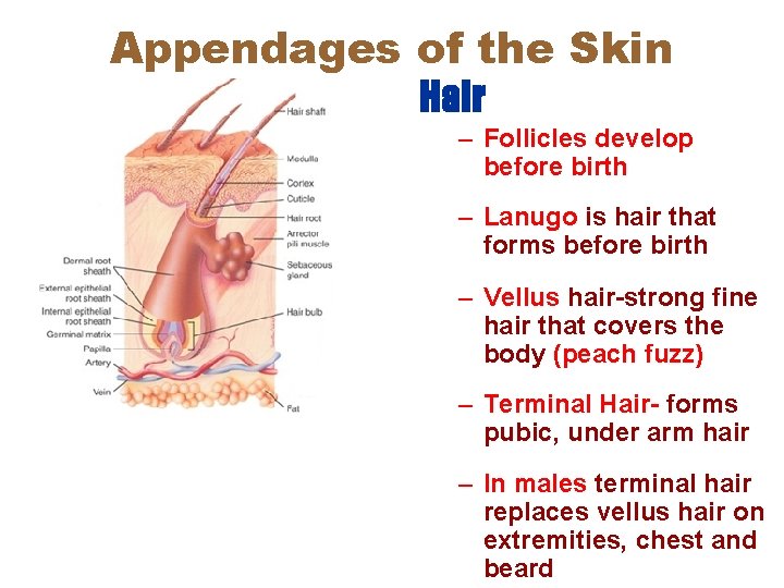 Appendages of the Skin Hair – Follicles develop before birth – Lanugo is hair Appendages of the Skin Hair – Follicles develop before birth – Lanugo is hair