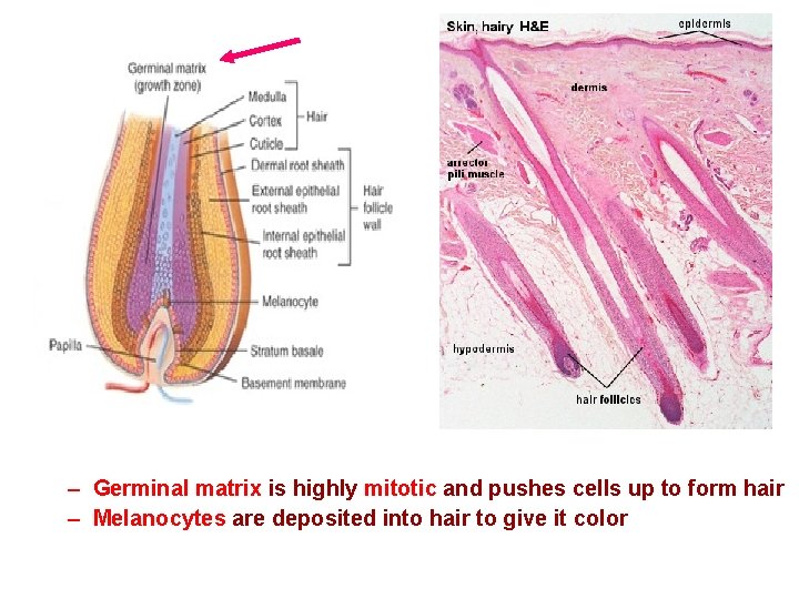 – Germinal matrix is highly mitotic and pushes cells up to form hair – – Germinal matrix is highly mitotic and pushes cells up to form hair –