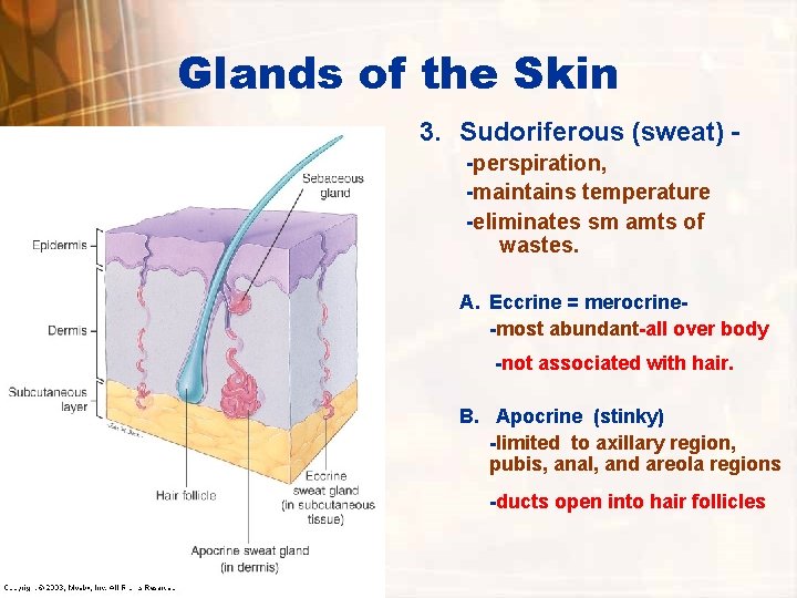Glands of the Skin 3. Sudoriferous (sweat) -perspiration, -maintains temperature -eliminates sm amts of Glands of the Skin 3. Sudoriferous (sweat) -perspiration, -maintains temperature -eliminates sm amts of