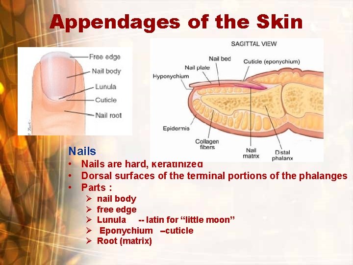 Appendages of the Skin Nails • Nails are hard, keratinized • Dorsal surfaces of Appendages of the Skin Nails • Nails are hard, keratinized • Dorsal surfaces of