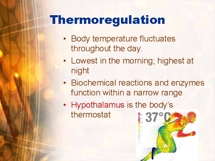Thermoregulation • Body temperature fluctuates throughout the day. • Lowest in the morning; highest Thermoregulation • Body temperature fluctuates throughout the day. • Lowest in the morning; highest