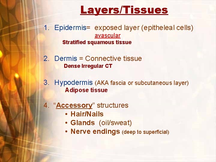 Layers/Tissues 1. Epidermis= exposed layer (epitheleal cells) avascular Stratified squamous tissue 2. Dermis = Layers/Tissues 1. Epidermis= exposed layer (epitheleal cells) avascular Stratified squamous tissue 2. Dermis =