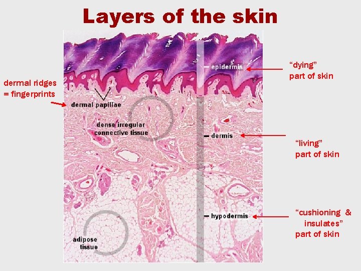 Layers of the skin dermal ridges = fingerprints “dying” part of skin “living” part Layers of the skin dermal ridges = fingerprints “dying” part of skin “living” part