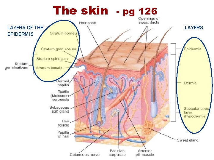 The skin LAYERS OF THE EPIDERMIS - pg 126 LAYERS The skin LAYERS OF THE EPIDERMIS - pg 126 LAYERS