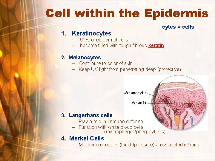 Cell within the Epidermis cytes = cells 1. Keratinocytes – – 90% of epidermal Cell within the Epidermis cytes = cells 1. Keratinocytes – – 90% of epidermal