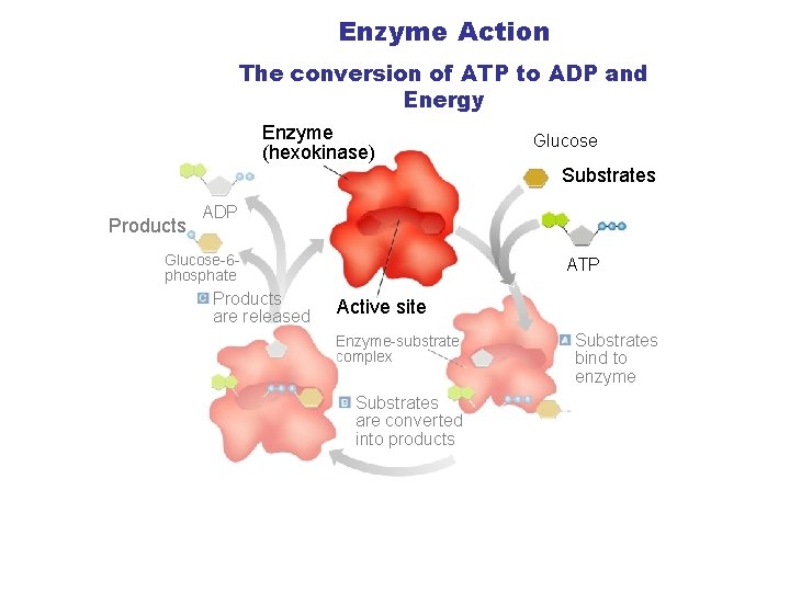 Enzyme Action The conversion of ATP to ADP and Energy Section 2 -4 Enzyme