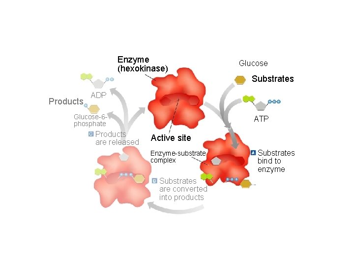 Section 2 -4 Enzyme (hexokinase) Glucose Substrates Products ADP Glucose-6 phosphate Products are released