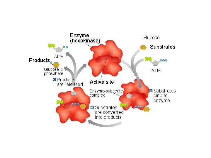 Figure 2 -21 Enzyme Action Section 2 -4 Enzyme (hexokinase) Glucose Substrates Products ADP