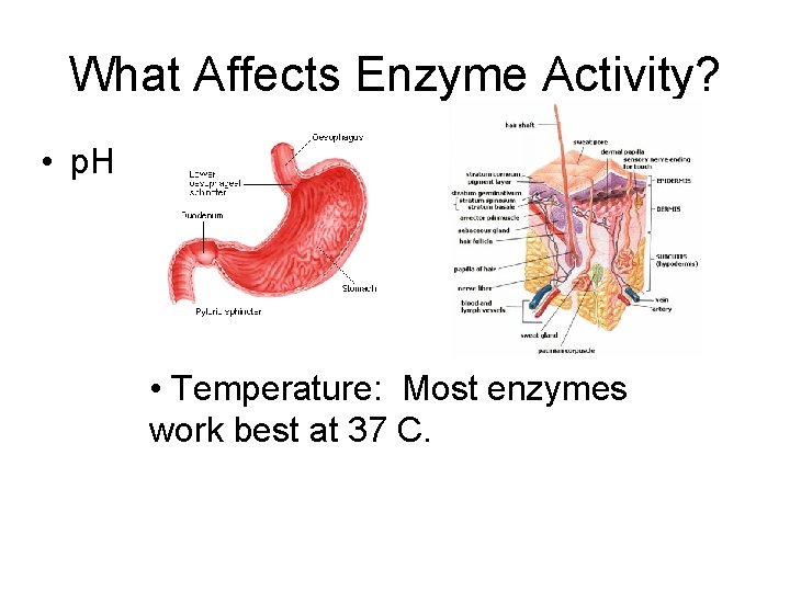 What Affects Enzyme Activity? • p. H • Temperature: Most enzymes work best at