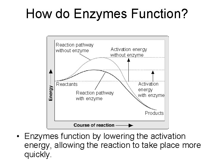 How do Enzymes Function? Reaction pathway without enzyme Activation energy without enzyme Reactants Reaction