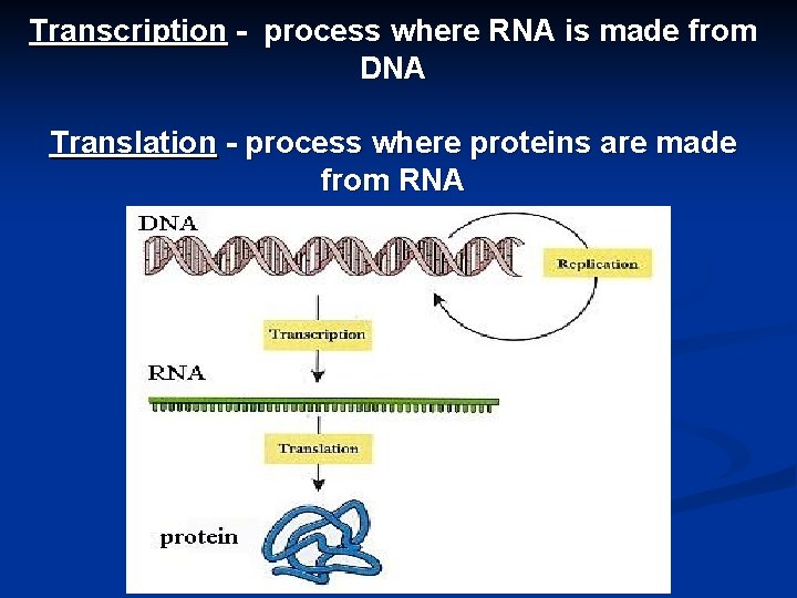 Transcription - process where RNA is made from DNA Translation - process where proteins